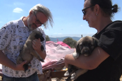 Gölyazı'da başlayan iyilik hareketi 1200 köpeğe yuva oldu