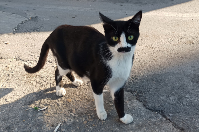 "Pala bıyıklı kedi" görenlerin dikkatini çekiyor