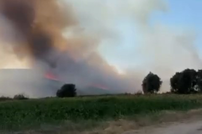 Nilüfer'de tarım alanında başlayan yangın ormana sıçradı
