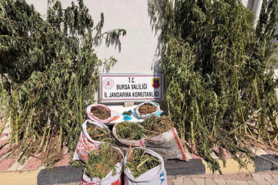 Bursa'da uyuşturucu operasyonu: Kilolarca esrar bulundu