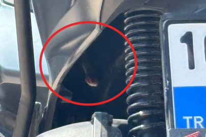 Motosikletten çıkan yılan sürücüye korku dolu anlar yaşattı