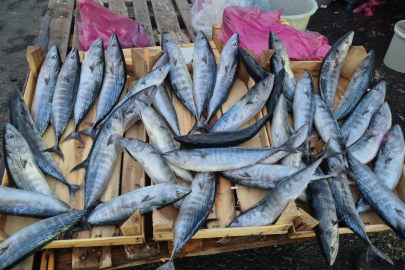 Tekirdağ'da palamut 75 TL'ye kadar düştü