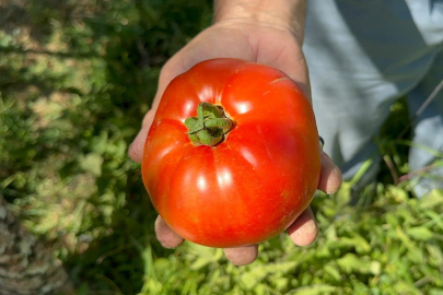 Ata tohumu ve güvercin gübresiyle rekor verim