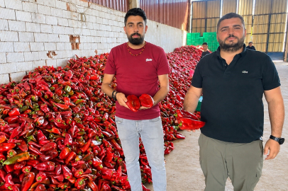 Salçalık kapya biberde bolluk bereketi: Fiyatlar neredeyse yarıya indi