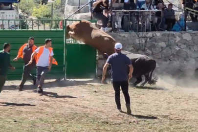 Rakibinden kaçan 600 kiloluk boğa demir kapıyı aştı