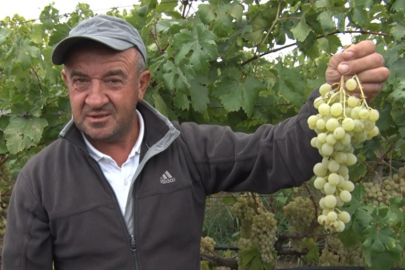 İznik'in 'sarı altını' Müşküle üzümünde hasat başladı