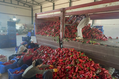 Karacabey’in aromatik salçalık biberinde hasat mesaisi sürüyor