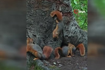 Yedigöller'de sevimli sincaplar görüntülendi