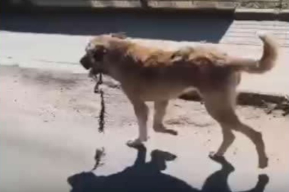 Ağzına çengel takılan köpek kurtarıldı: Tedaviye alındı