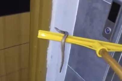 Bodrum katı su bastı, tahliye ederken yılanı fark ettiler