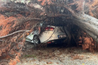 Mudanya'da şiddetli yağışta devrilen ağaç araca zarar verdi