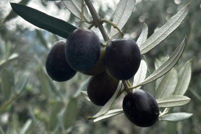 Bursa’da zeytin rekoltesi belli oldu: Hedef 290 bin ton