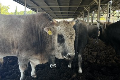 Bursa'da yerli boz ırk sığırı orman yangınlarına kalkan olacak