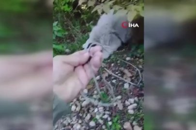Bursa’da tuzağa düşen can dost ölümden döndü