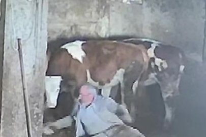 İneğini sevmek isterken tekmeyi yedi: "Bana büyük ders oldu"