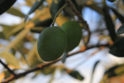 Gemlik Ziraat Odası 2026 zeytin maliyetini açıkladı