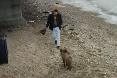 Bursa Mudanya sahilinde yaban domuzu paniği: Uyuşturucu iğne atılan domuz kaçtı mı?