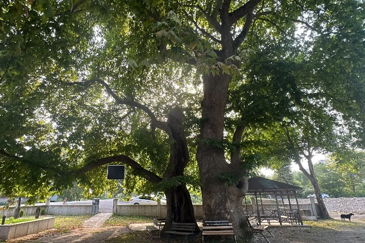 720 yaşındaki ağaç Türkiye’de tek: 1 kök 2 ağaç