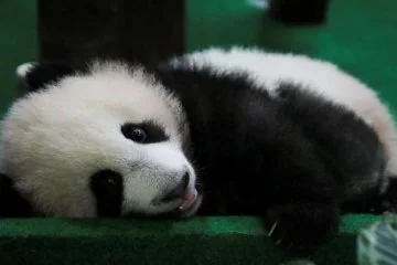 ABD'de 25 yaşındaki erkek panda Le Le öldü