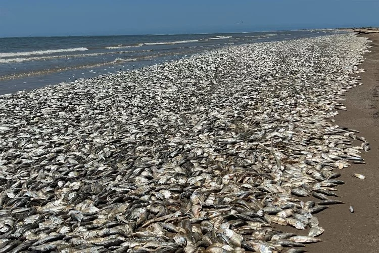ABD’de binlerce ölü balık kıyıya vurdu