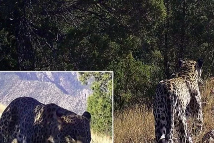 Anadolu leoparı bir kez daha görüntülendi