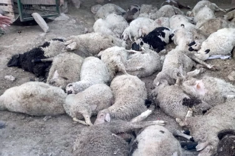 Ankara’da sokak köpekleri saldırısı: 40 kuzu telef oldu