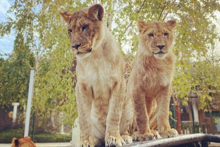 Antalya’da hayvanat bahçesinde selfie için kafese giren çocuğa aslan saldırdı
