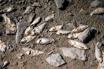 Avustralya'daki nehirde bulunan yüz binlerce ölü balık temizleniyor