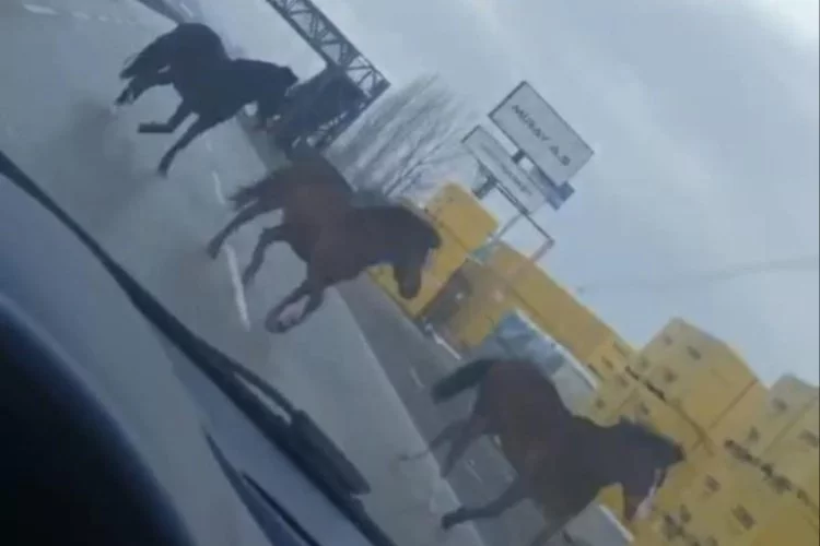 Bursa'da sahipsiz atlar faciaya davet çıkarıyor