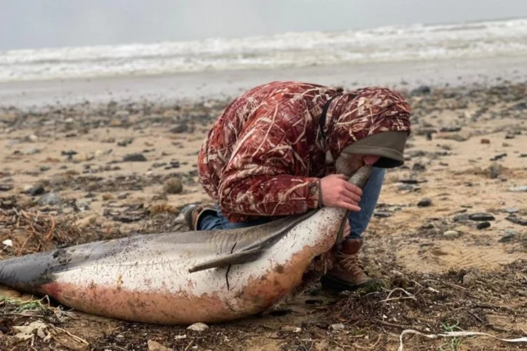 Korkutan görüntü: 24 ölü yunus balığı kıyıya vurdu