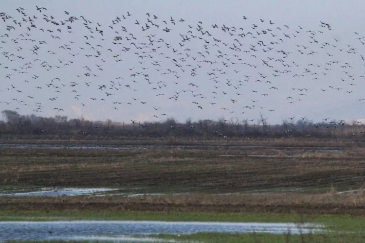Bursa semalarında 35 bin pelikanın göç yolculuğu