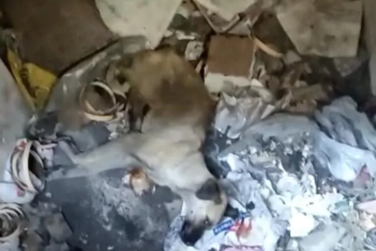 Bursa'da köpeğin acı feryadı: Çöplüğe attılar