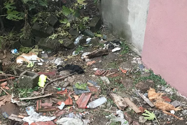 Edirne'de boş arazide ölü 15 kedi bulundu