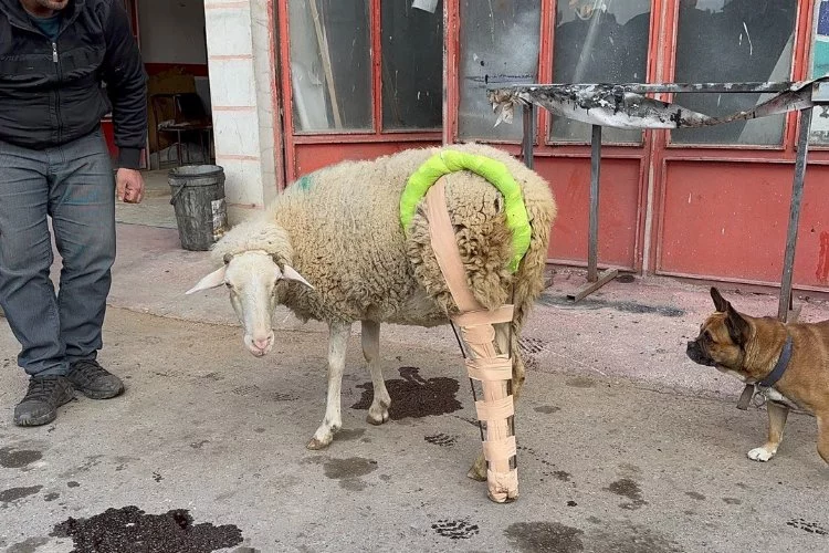 Bursa'da bacağı kırılan koyunu hayata bağladılar