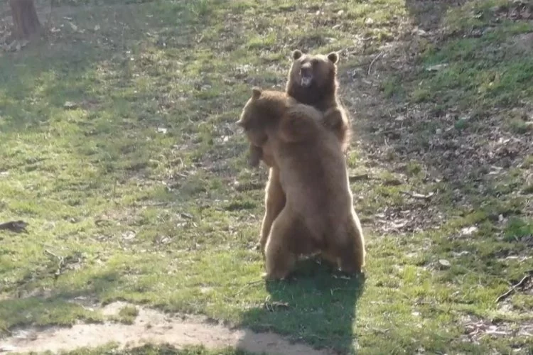 Bursa'da güzel havayı gören ayılar güreş tuttu