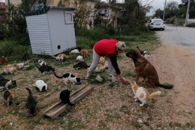 Rus gelin, tek başına 250 kediyi sahiplendi