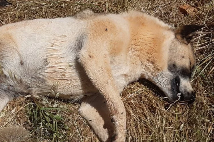 Bodrum'da kedi ve köpek katliamı