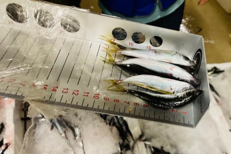 Boy yasağına aykırı avlanan 3 ton istavrit balığına el konuldu