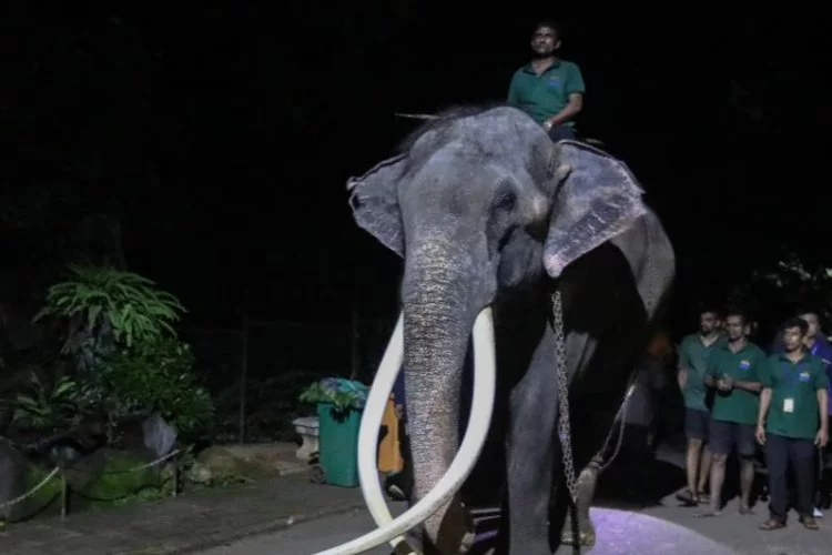 Budist Tapınağı'nda işkence gören fil Tayland'a döndü