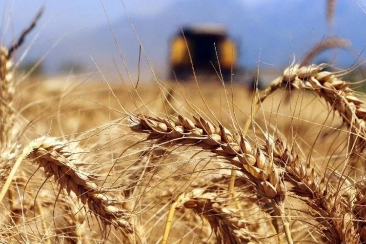 TMO 455 bin ton ekmeklik buğday ithalatı ihalesi açtı