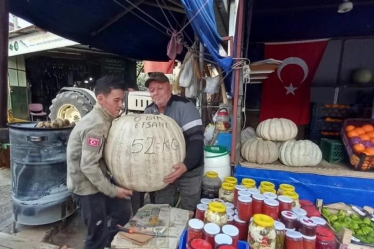 Bursa'da 52 kiloluk dev kabak!