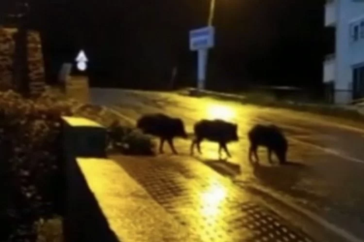 Bursa'da aç kalan domuzlar şehre indi