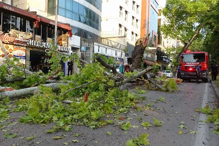 Bursa'da asırlık çınar ağacı devrildi