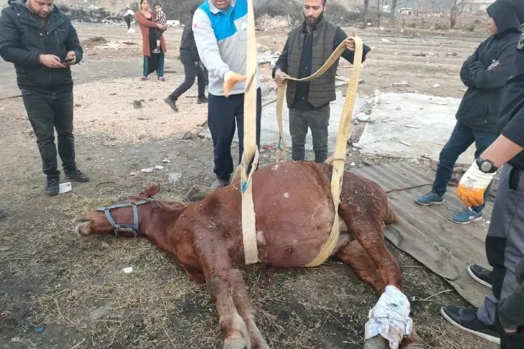 Bursa'da araç çarpan at kurtarılamadı