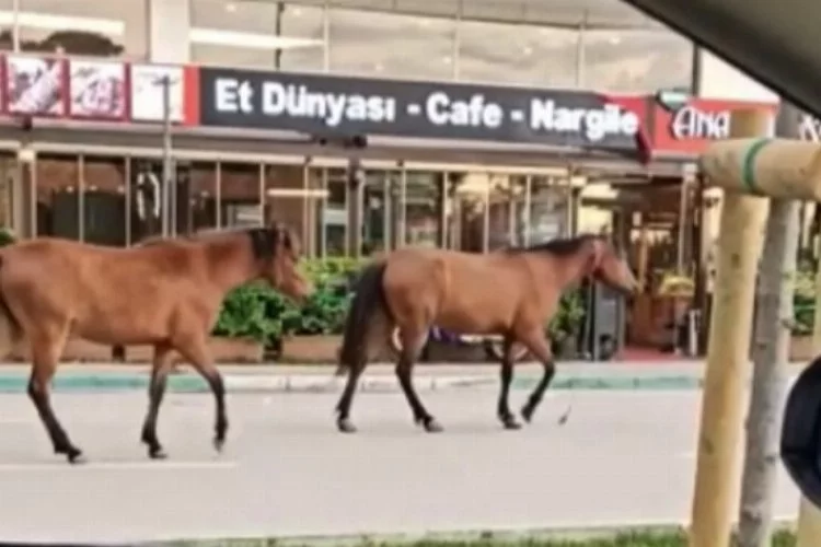 Bursa'da başıboş atlar trafikte