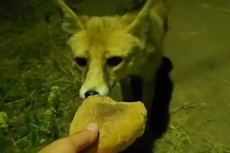Bursa'da bir vatandaş tilkiyi elleriyle besledi