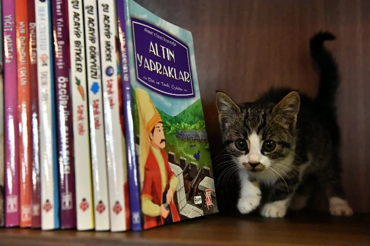 Bursa’da bu kıraathanenin sahibi kediler!