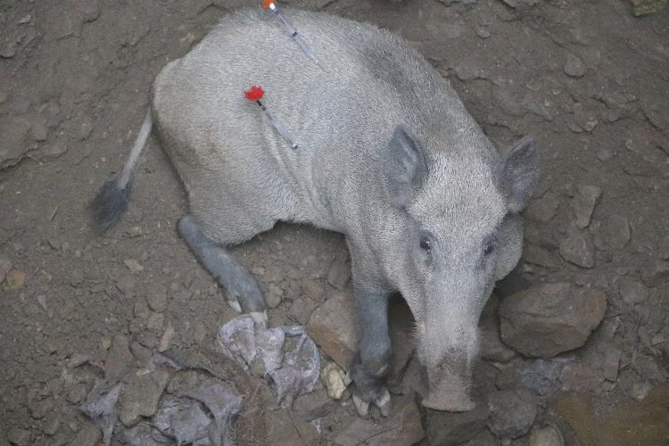Bursa'da domuz kurtarma operasyonu
