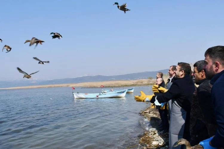 Bursa'da kaçak avcılardan kurtarılan ördekler özgürlüğüne kavuştu