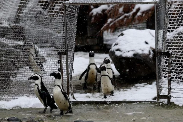 Bursa'da karın tadını penguenler çıkarıyor